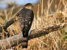 Sharp-shinned Hawk