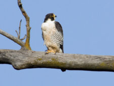 Peregrine Falcon