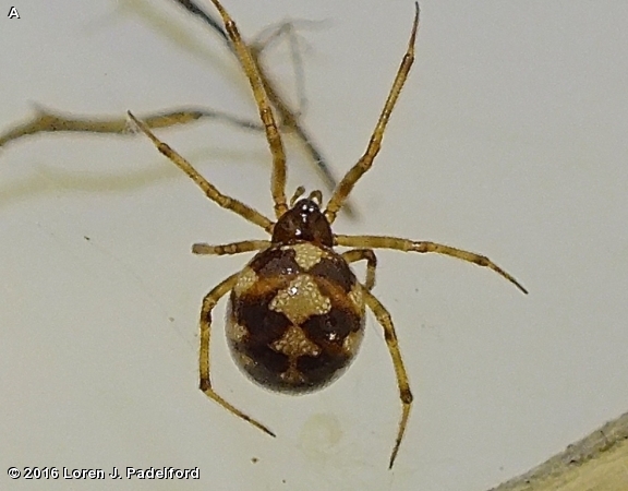 Triangulate Cobweb Spider