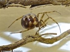 Triangulate Cobweb Spider