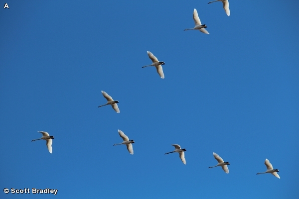 Trumpeter Swan