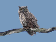 Great Horned Owl