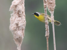 Common Yellowthroat