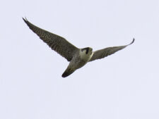 Peregrine Falcon