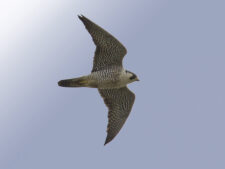 Peregrine Falcon