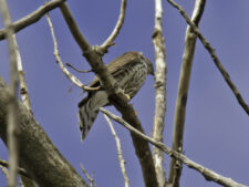 Sharp-shinned Hawk