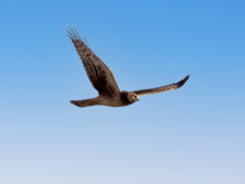 Northern Harrier