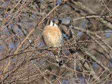 American Kestrel