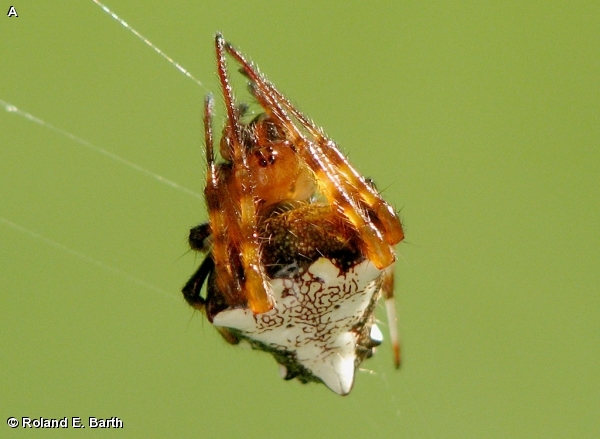 Arrow-head Spider