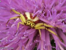 Whitebanded Crab Spider
