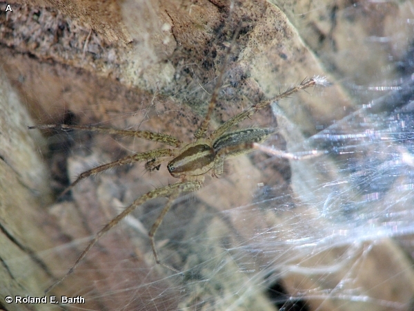 Grass Spider