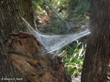 Grass Spider