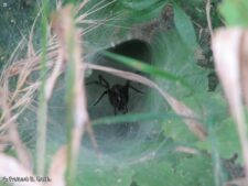 Funnel-web Spider