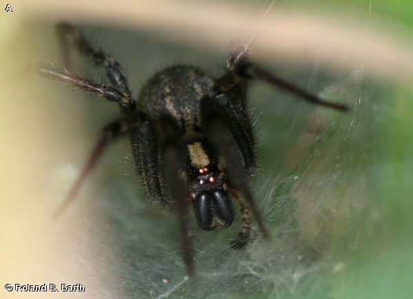 Funnel-web Spider