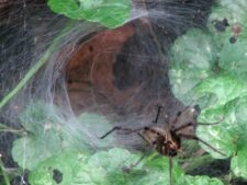 Funnel-web Spider