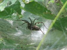 Funnel-web Spider