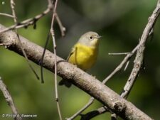 Nashville Warbler