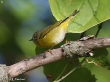 Nashville Warbler