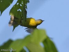 Nashville Warbler