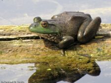 North American Bullfrog
