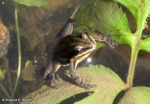 Boreal Chorus Frog