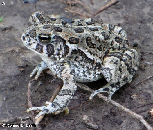 Woodhouse Toad