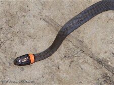 Prairie Ringneck Snake