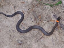 Prairie Ringneck Snake