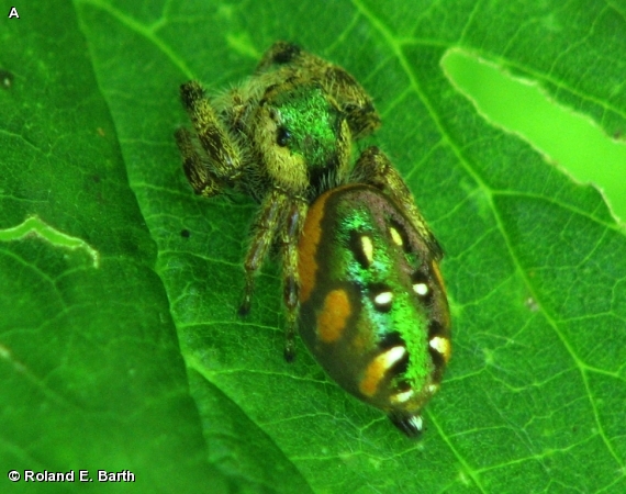 Paraphidippus Jumper