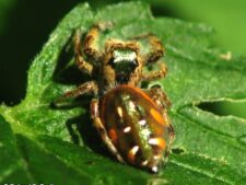 Paraphidippus Jumper