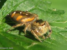 Paraphidippus Jumper