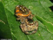 Paraphidippus Jumper