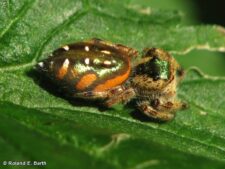 Paraphidippus Jumper