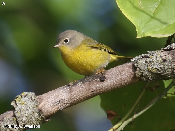 Nashville Warbler