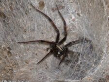 Funnel-web Spider