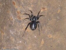 Shiny Black Spider