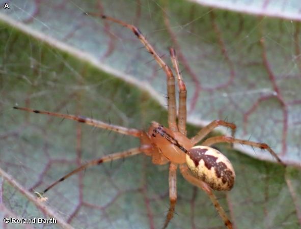 Hammock Spider