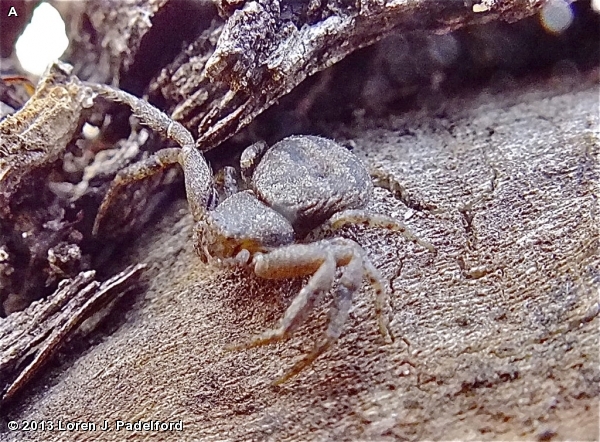 Bark Crab Spider