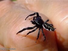 Paraphidippus Jumper