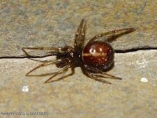 Northern Cobweb Weaver