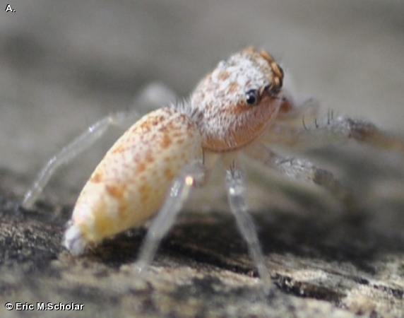 White Jawed Jumping Spider