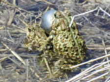 American Toad