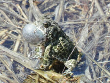 American Toad