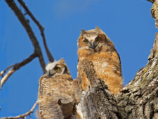 Great Horned Owl