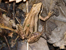 Boreal Chorus Frog