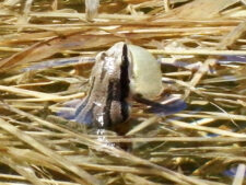 Boreal Chorus Frog