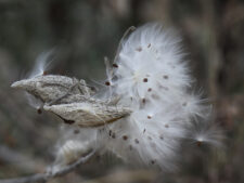 COMMON MILKWEED