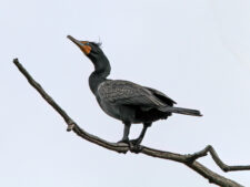 Double-crested Cormorant