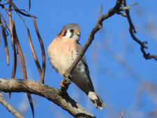 American Kestrel