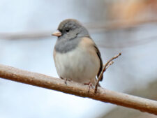 Dark-eyed Junco